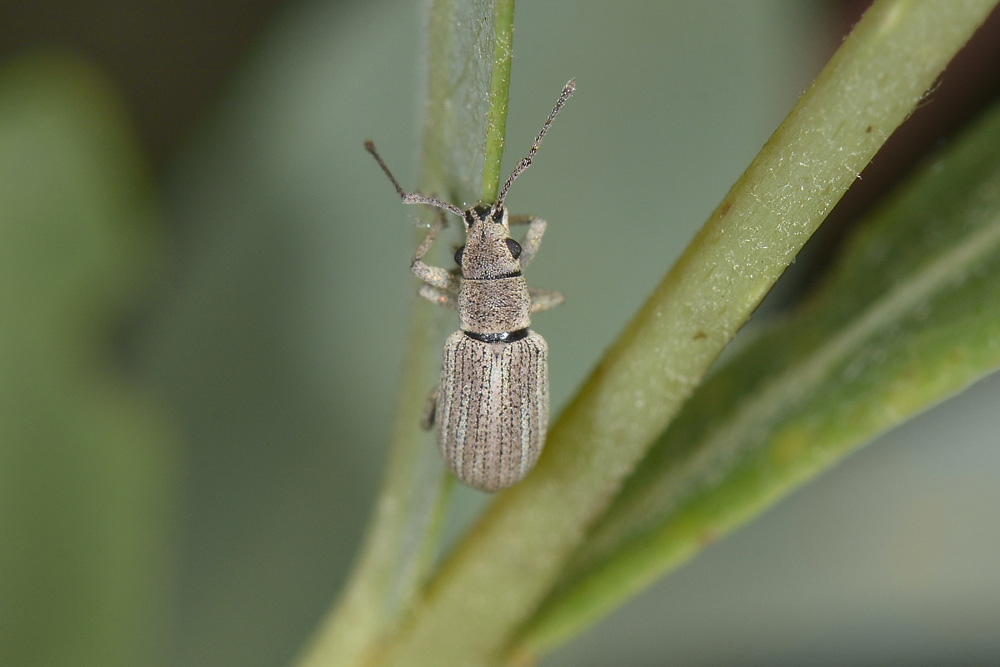 Pseudomyllocerus invreae - (Curculionidae)